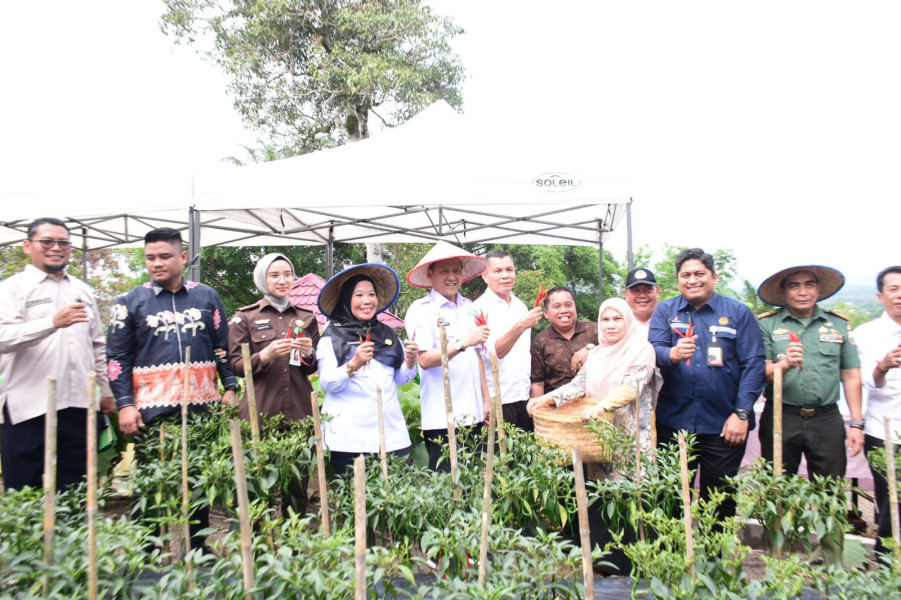 Kendalikan Inflasi, Pj Bupati Kampar Panen Cabe,  Apresiasi Kerjasama Kampar Aneka Karya dengan PT PHR
