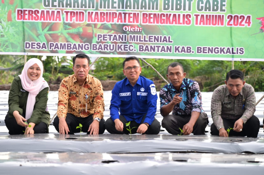 Pjs Bupati Bengkalis Tavip Tanam Cabe Bersama Kelompok Tani Milenial
