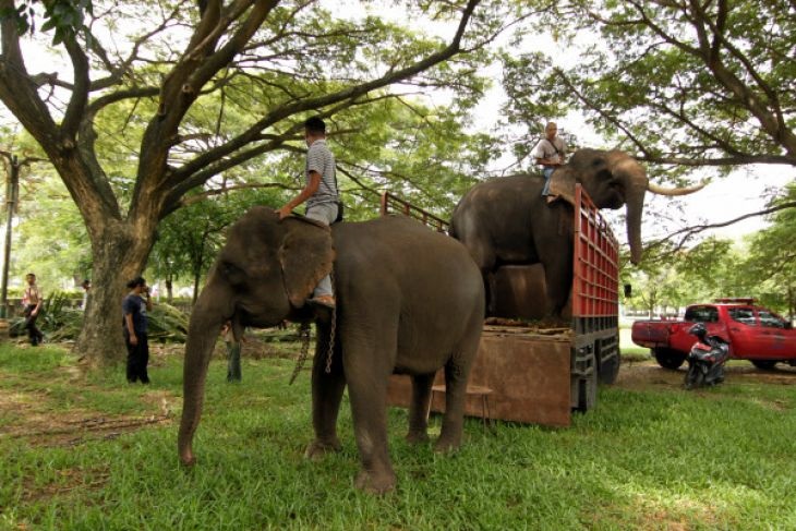 Kini, 16 Gajah Sumatera Huni PLG Minas-Riau, 11 Jantan 5 Betina