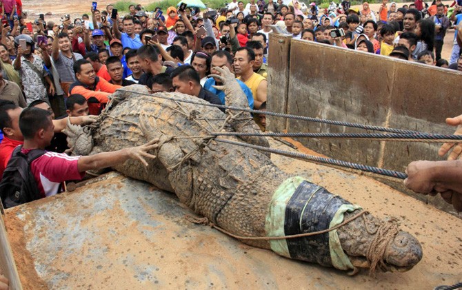 Ngeriii... Pedagang Bertarung dengan Buaya Raksasa di Tepi Sungai, Siapa yang Menang?