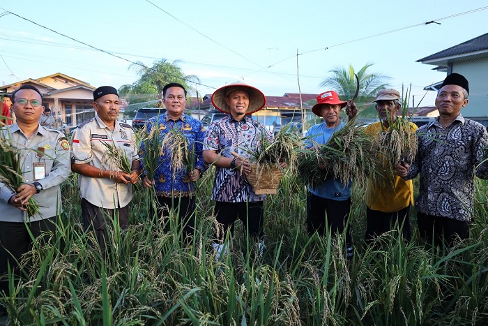 Wali Kota  Panen Padi Gogo dan Serahkan Alat Perontok pada Petani di Meranti Pandak