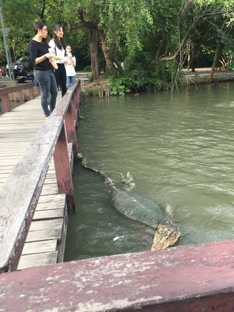 Bukan Editan, Foto Biawak Besar di Kampus Ini Ternyata Benar, Mahasiswanya Bilang...