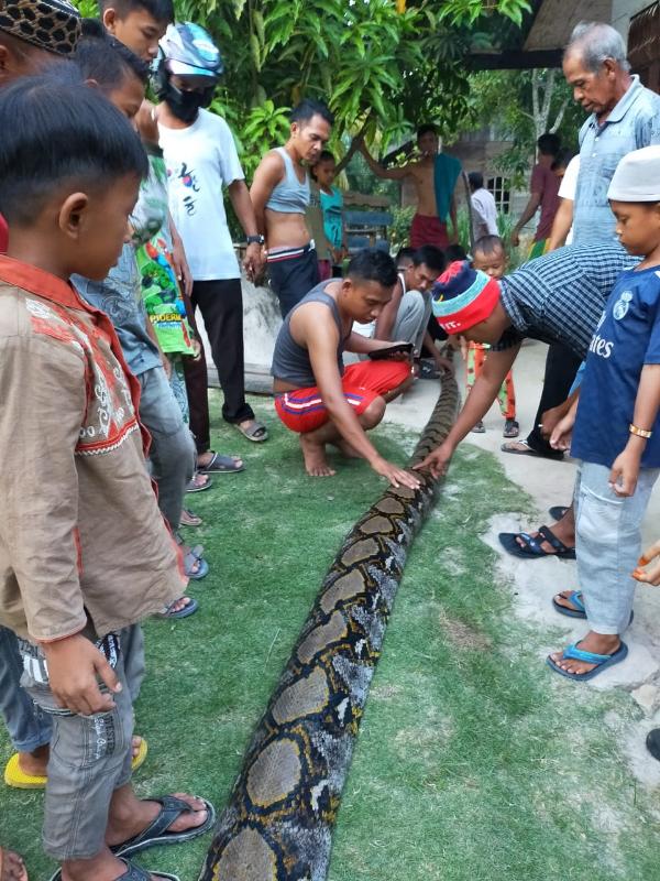 Heboh! Dibantu Alat Berat, Warga Sedinginan Tangkap Ular Sanca Sebesar Tiang Listrk, Ini Fotonya