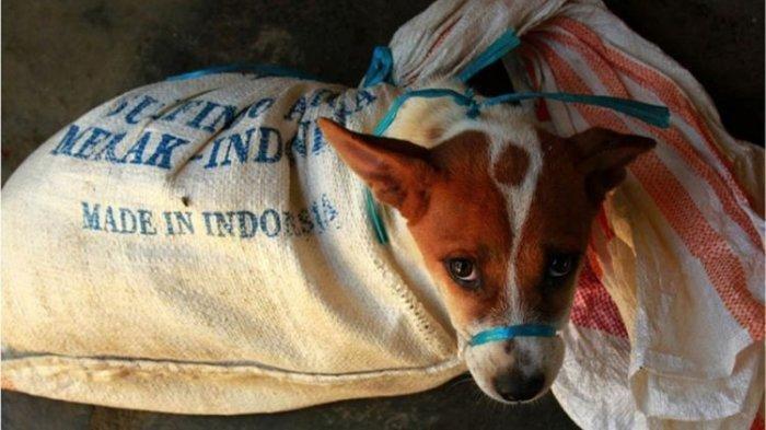 Pedagang Diminta Berhenti Jualan Daging Anjing dan Beralih Profesi, Bupati Siap Beri Bantuan Rp 5 Juta