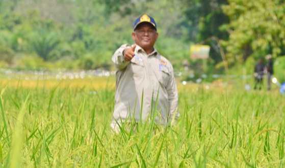 Sekdakab Kampar Tinjau Lokasi Persiapan Panen Padi dan Pepaya 50 Hektare di Pulau Birandang