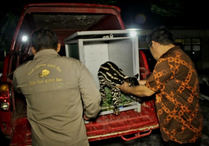 Duh Kasihan, Ada Bayi Tapir Menyusui Ditinggalkan Induknya