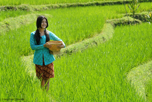 Dilanda Musim Kemarau, Produktivitas Pertanian di Riau Justru Meningkat