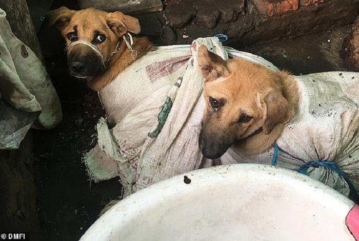 Cerita Suram Anjing-anjing Dikarungi di Surakarta, Siap Dijagal untuk Dimakan Manusia