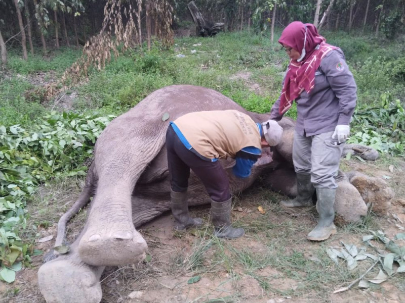 Seekor Bangkai Gajah Ditemukan di Distrik Nilo Pelalawan, Ini Kata BBKSDA Riau