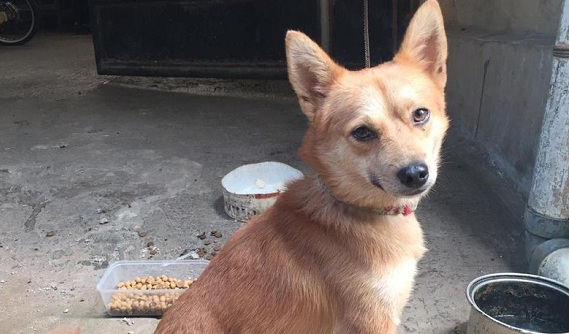 Tak Menggonggong Saat Kejadian, Diduga Anjing Korban Mengenal Pelaku