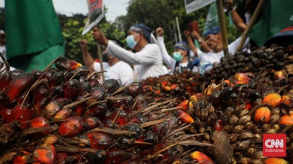Demo di Jakarta, Petani  Bawa Oleh-oleh  Buah Kelapa Sawit ke Kantor Menko Airlangga