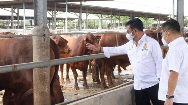 PMK Pada Sapi Tak Menular ke Manusia?