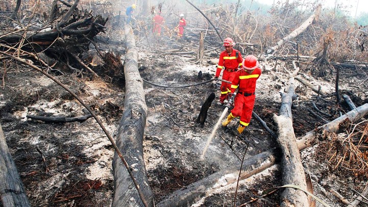 EoF: 9 Indikasi Hutan Riau Sengaja Dibakar