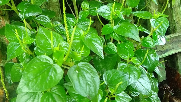 Sirih Cina, Tumbuhan Ini Dianggap Gulma, Ternyata Kaya Manfaat Obat, Mulai dari Luka Hingga Ginjal