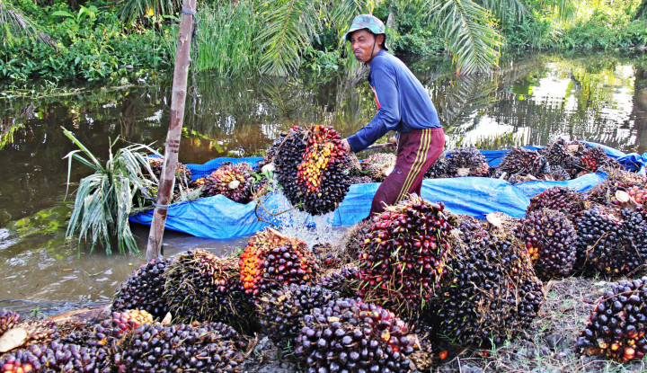 Jelang Pergantian Tahun, Harga Sawit di Riau Naik Jadi Rp2.180,09 per Kg
