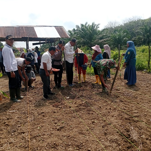 Pemerintah Desa Pulau Baru Kopah  Tanam 1 Hektare  Jagung Pipil