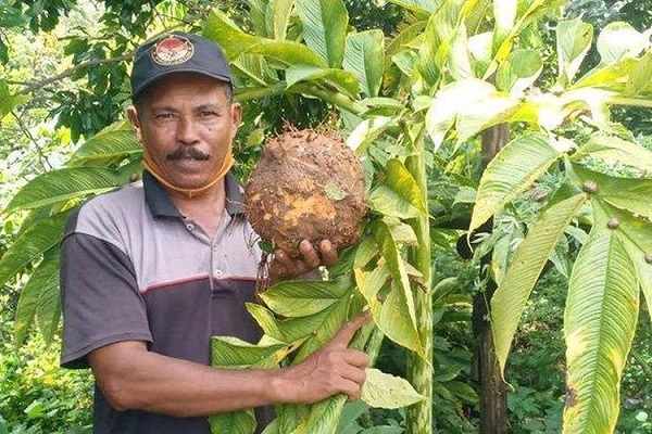 Kini Porang Jadi 'Tambang Emas', Awalnya Tak Pakai Modal, Kini Pria Ini Untung Ratusan Juta Setiap Panen...