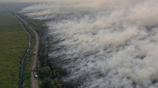 Greenpeace: 30% Kebakaran Lahan Indonesia Terjadi di Hutan Industri dan Kebun Sawit