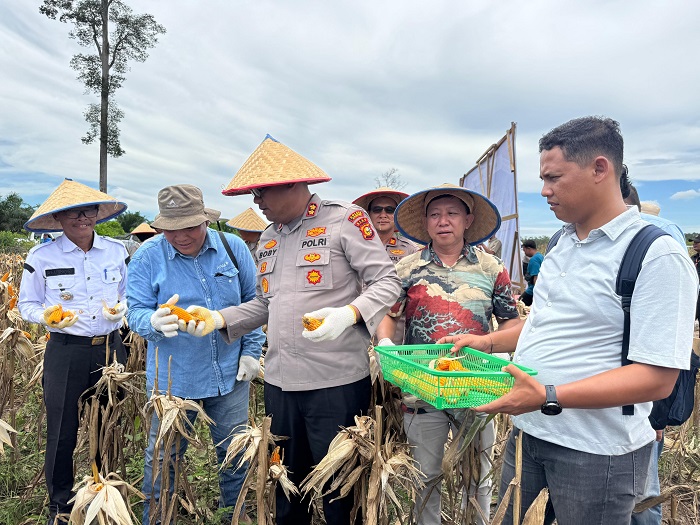 Panen Raya Jagung 2026, Kolaborasi Multi Pihak RAPP  Wujudkan Kemandirian Pangan Berkelanjutan