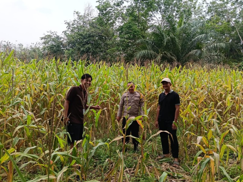 Polsek Kuantan Mudik Cek Perkembangan Jagung Pipil, Dukung Swasembada Pangan 2026