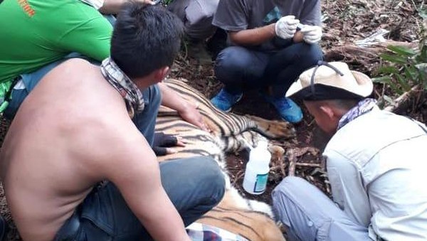 Kasihan, Seekor Harimau Sumatera Terkena Jerat Pemburu Liar di Area Konsesi HTI di Pelalawan-Riau