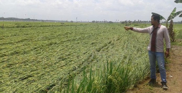 25 Hektare Lahan Pertanian di Pematang Sikek Romba 