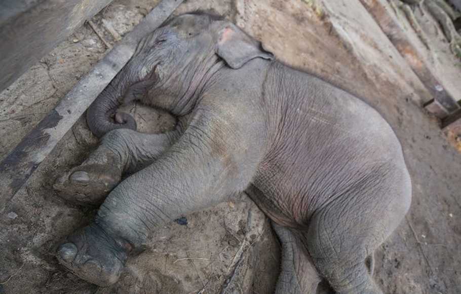 Malang! Bayi Gajah Liar dan Terluka yang Diberi Nama Puan Akhirnya Mati di PLG Minas-Riau