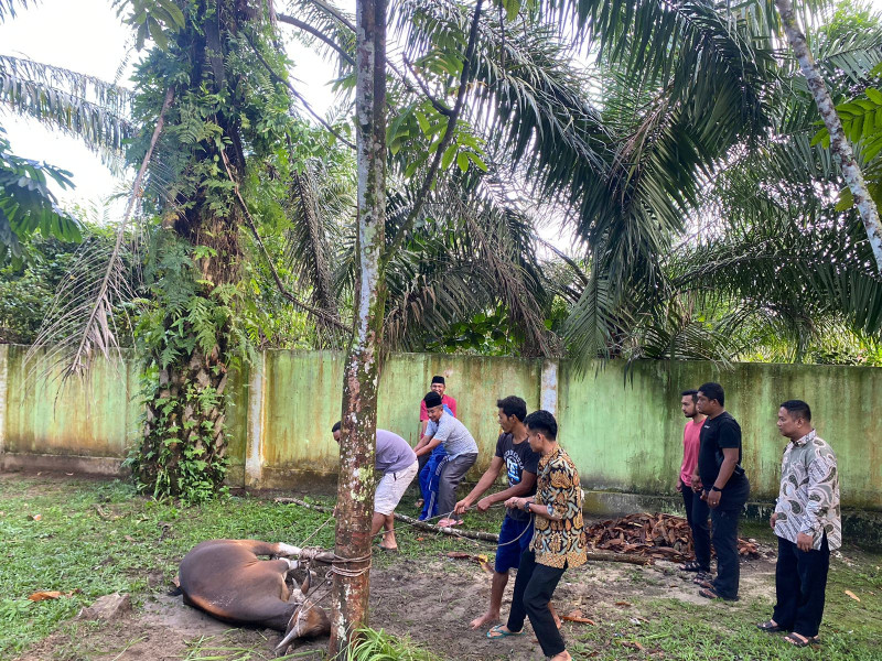 Sempena Idul Adha, MTsN 2 Kota Pekanbaru Laksanakan Pemotongan Hewan Kurban