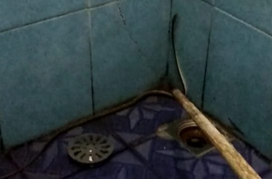 Padahal Udah Kebelet, Pegawai Perempuan Dinkes Langsung Lemas Lihat Ular di Toilet Kantor