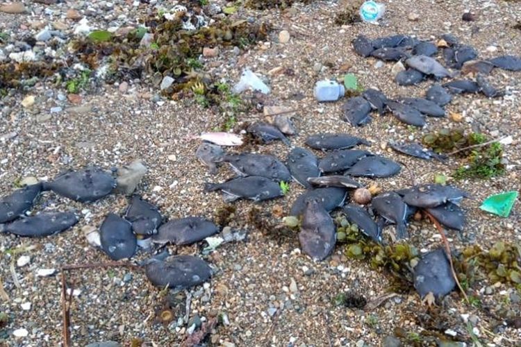 Tsunami dan Gempa Besar Terjadi di Ambon  Ternyata Informasi Hoax