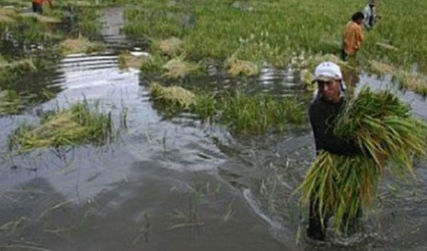 Terendam Banjir, 275,5 Hektar Sawah di Kuansing Gagal Panen