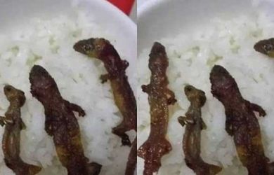 Heboh! Resto Ini Sajikan Rice Bowl Cicak Panggang, Berani Coba?