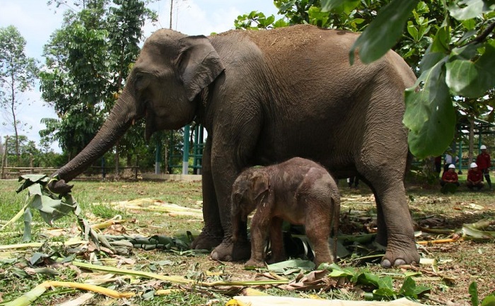 Bayi Gajah Sumatera Jantan  Lahir di Unit Konservasi Gajah RAPP di Ukui