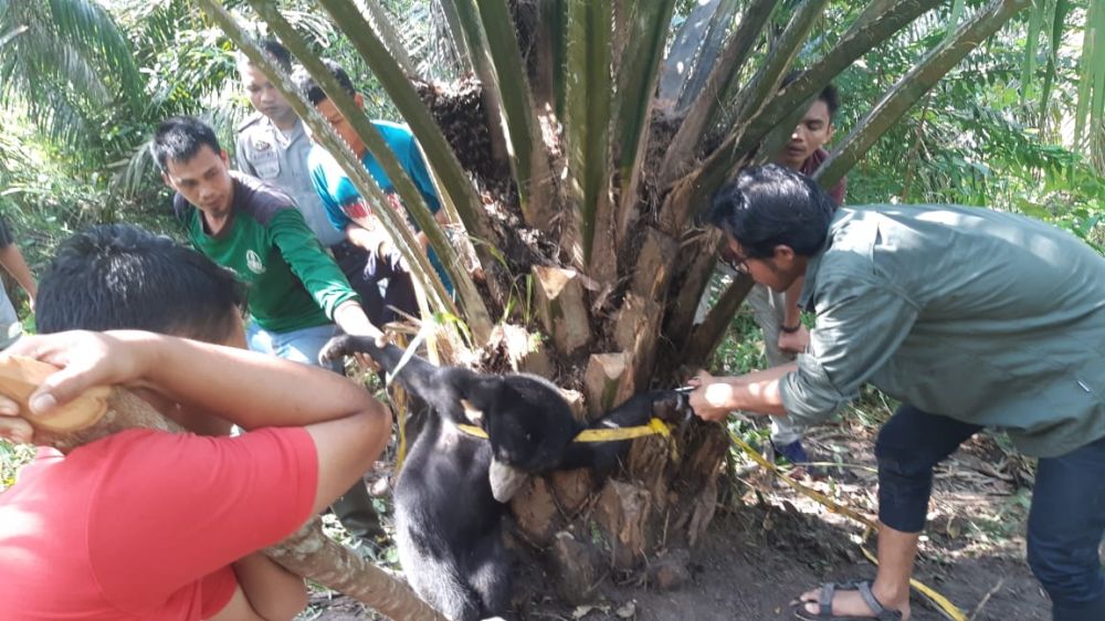 BBKSDA Riau Evakuasi Anakan Beruang Madu yang Terkena Jeratan Pemburu Liar