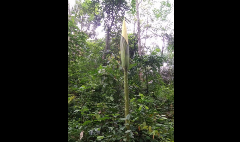 HEBOH...Mau Mekar, Warga Temukan Bunga Bangkai di Kawasan Pantian Mutan, Desa Pulau Terap