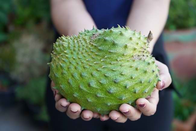Manfaat Buah Sirsak untuk Ibu Hamil