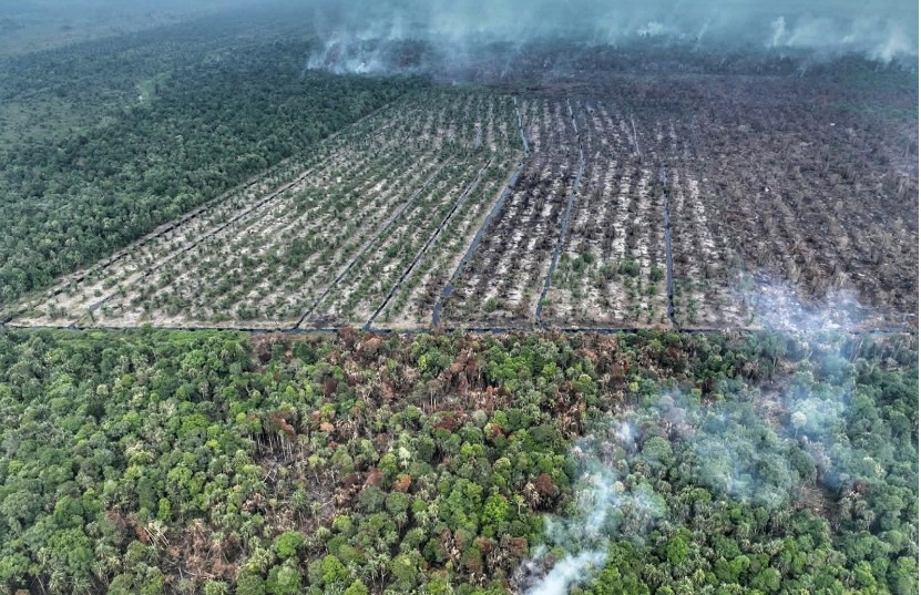 Gambut Kering Tantangan Utama Petugas Padamkan Api di Dayun