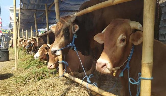 Jelang Idul Adha, Dinas Pertanian dan Peternakan Bentuk Tim Pemeriksaan Hewan Kurban