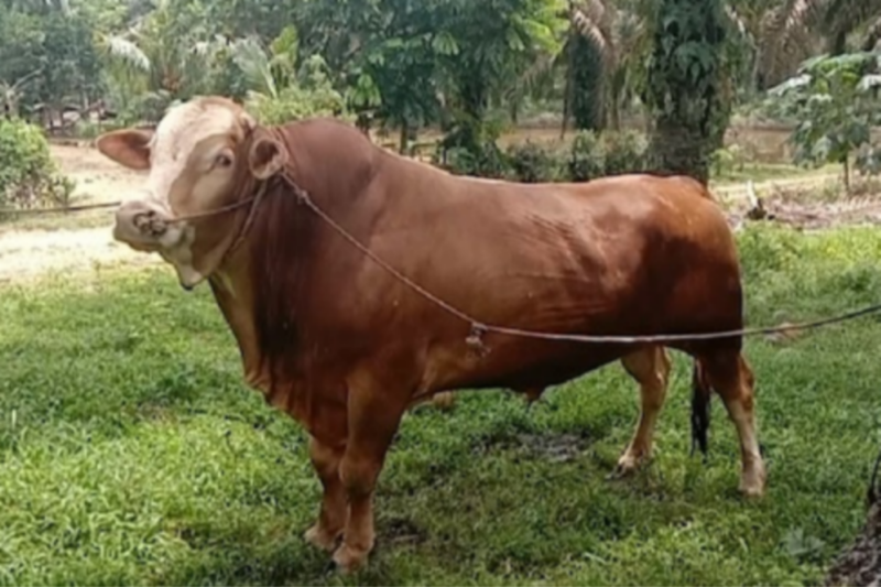 WOW... Punya Bobot 950 KIlogram, Ini Penampakan Sapi Qurban Prabowo di Riau