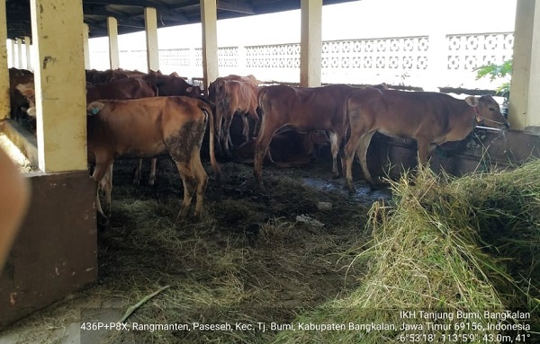5 Sapi Milik Pemprov Riau Mati Kelelahan Setelah Tertahan di Karantina Bangkalan