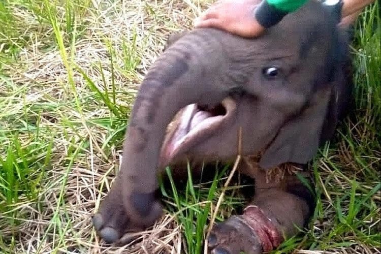 Kasihan! BBKSDA Selamatkan Anak Gajah yang Terluka Akibat Jeratan Babi di Siak