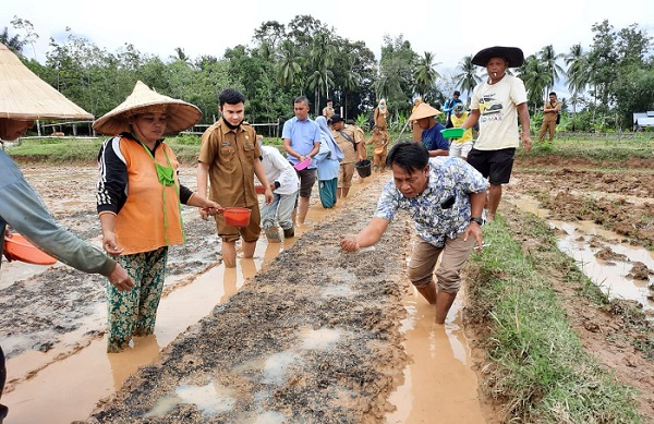 Musim Hujan, Petani Tanjung Simandolak Tangkarkan Benih Padi IP200