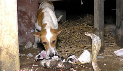 Bikin Mewek! Anjing Ini Menangis Saat Tiga Anaknya Digigit Ular Kobra Sampai Mati, Ini Videonya