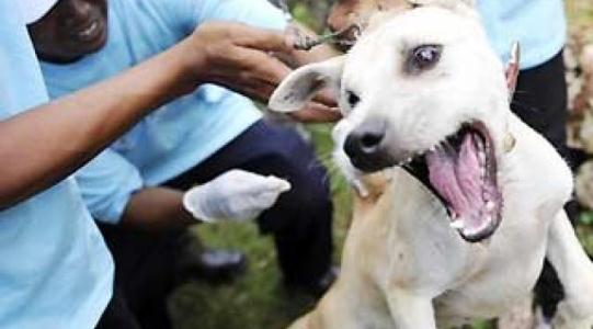 Said Hasyim Ajak Dinas Tuntaskan Keluhan Masyarakat Terkait Anjing Liar