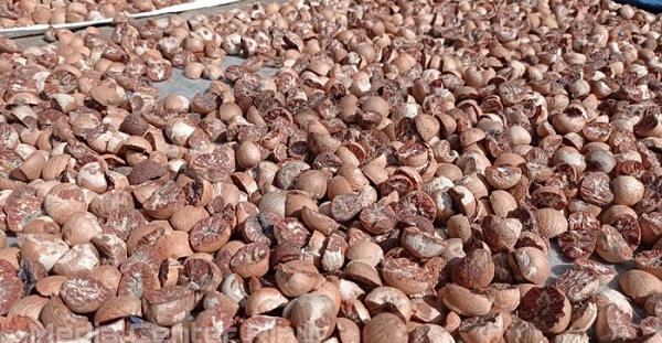 Naik, Harga Pinang Kering di Riau Rp8.452 per Kilogram