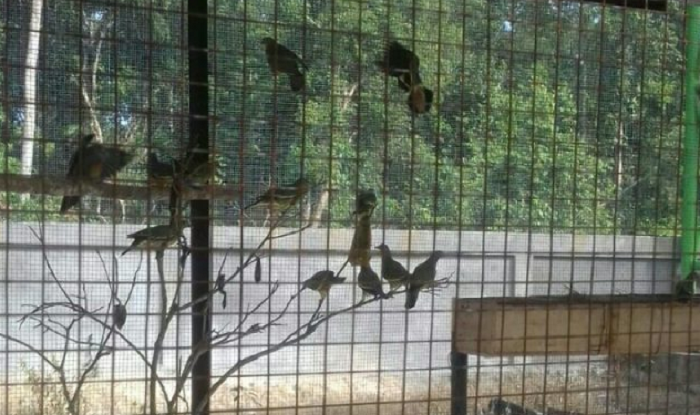 Perkutut dan Srindit Cantik Ini Kini Jadi Penghuni Baru di Taman Burung Siak