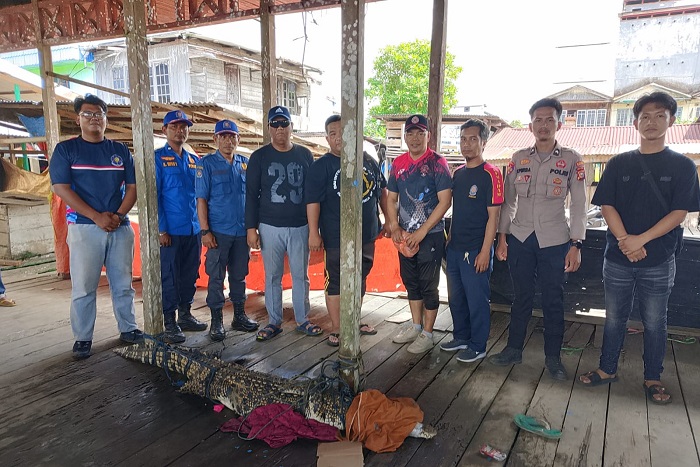 Aksi Warga Gaung Inhil Tangkap  Buaya Muara hingga Dini Hari