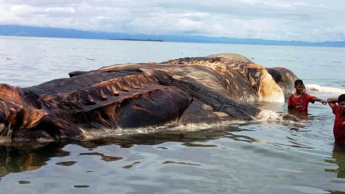 Geger... Warga Temukan Hewan Raksasa Bergading Terdampar di Pantai, Baunya Menyengat