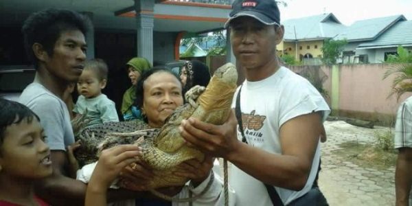 Pernah Temukan Ikan Pari, Tadi, Warga Meranti Laut Temukan Buaya 2 Meter dalam Drainase