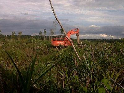 Dua Ekskavator Rambah Areal Konservasi Arwana di Desa Mahato Tambusai Utara
